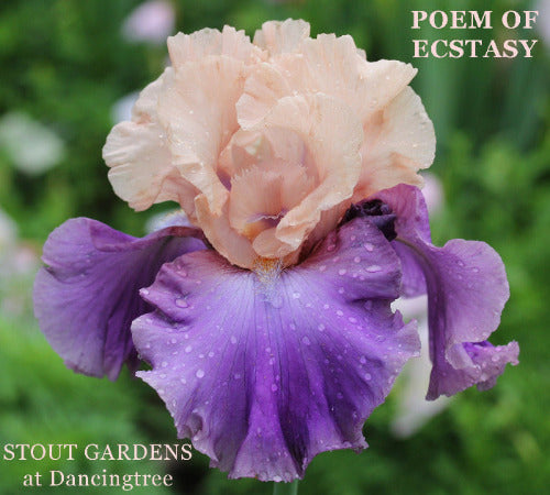 Iris Poem Of Ecstasy