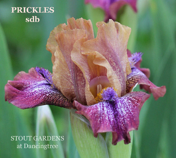 Iris Prickles