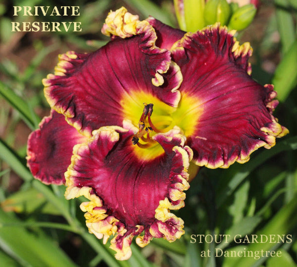 Daylily Private Reserve