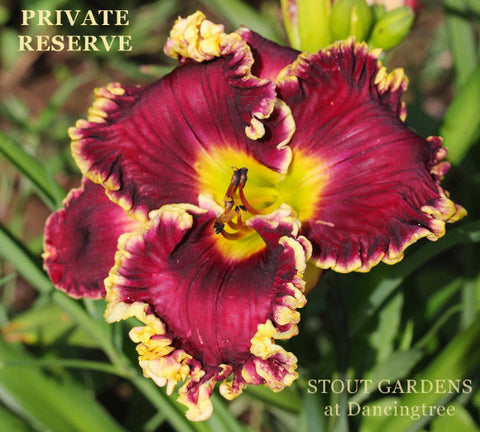 Daylily Private Reserve