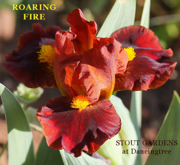 Iris Roaring Fire