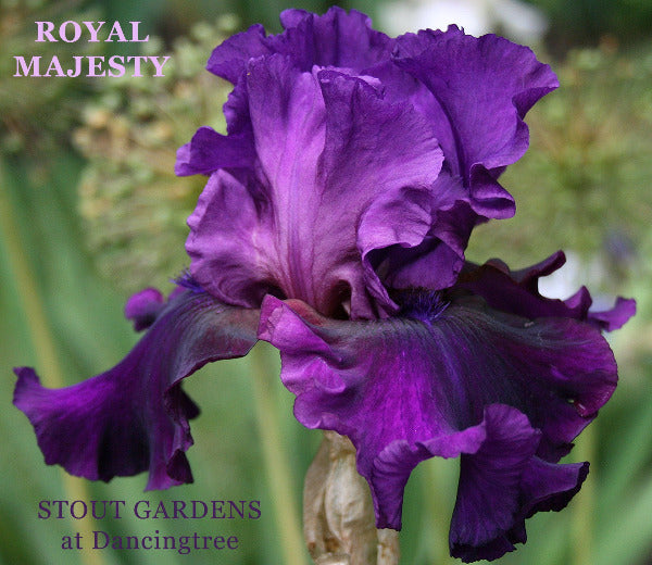 Iris Royal Majesty