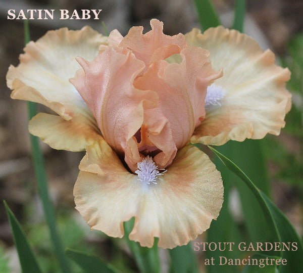 Iris Satin Baby