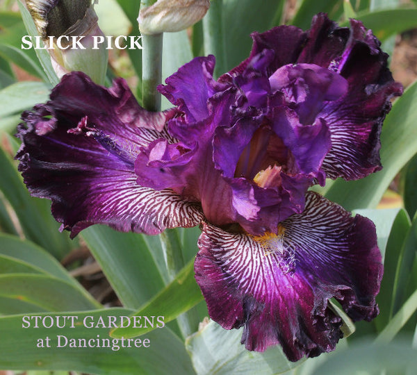 Iris Slick Pick