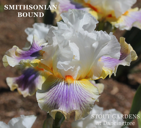 Iris Smithsonian Bound