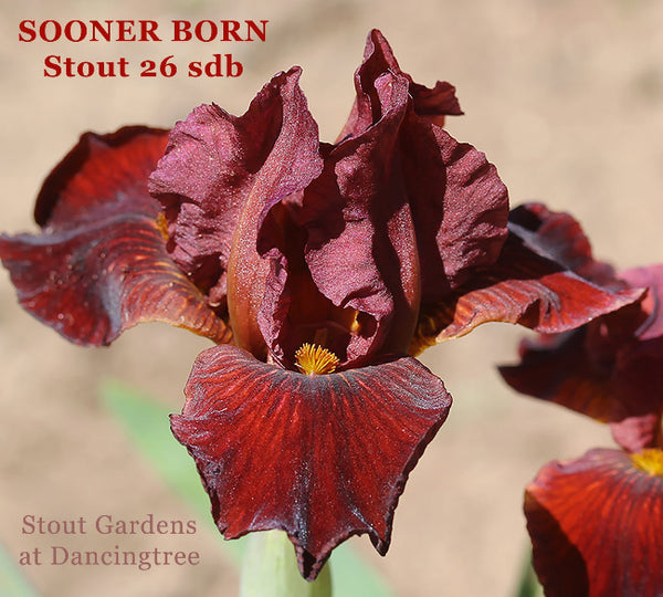 Iris Sooner Born