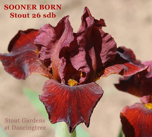 Iris Sooner Born