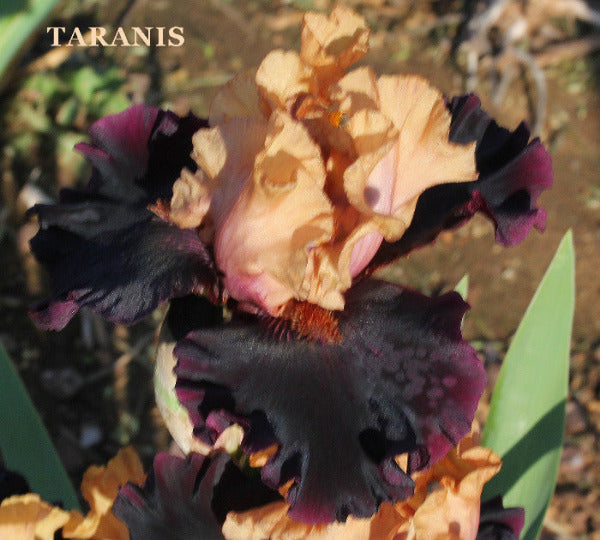 Iris Taranis