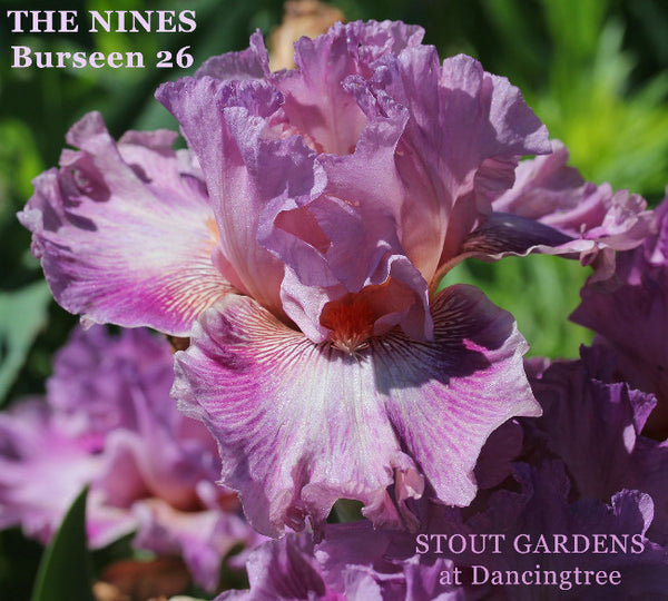 Iris The Nines