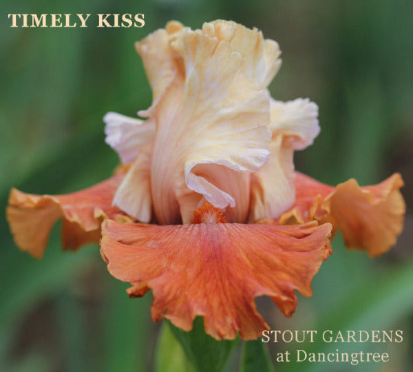 Iris Timely Kiss