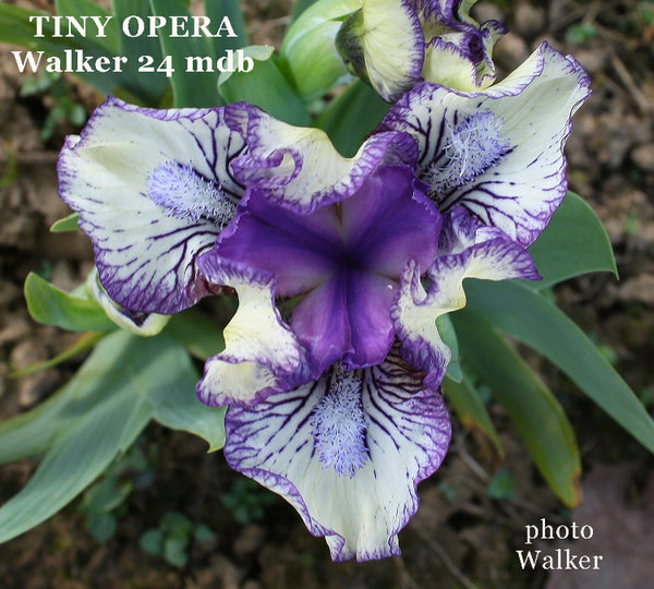 Iris Tiny Opera
