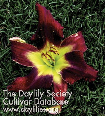 Topguns Blooming Machine