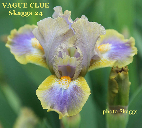Iris Vague Clue