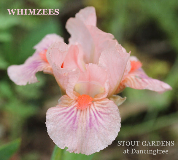 Iris Whimzees