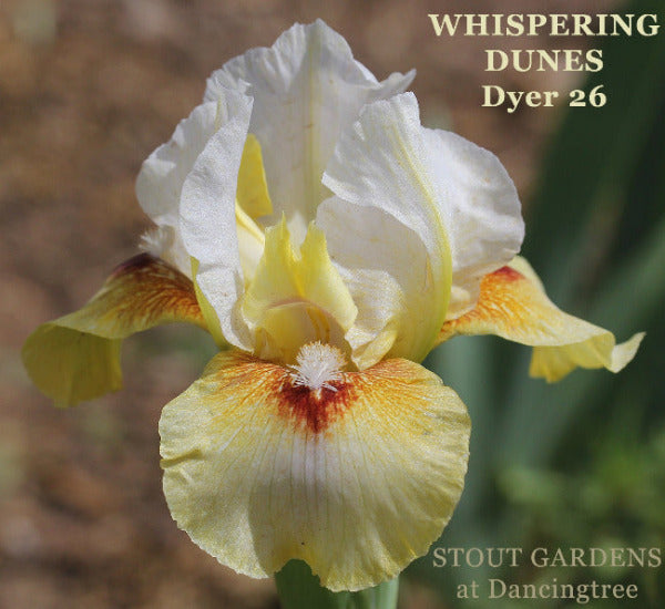 Iris Whispering Dunes