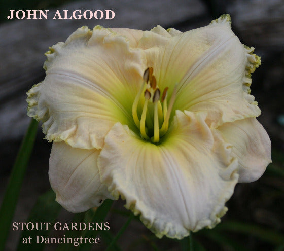 White flower with ruffled petals on a blurred background, featuring the text 'JOHN ALGOOD' and 'STOUT GARDENS at Dancingtree'.