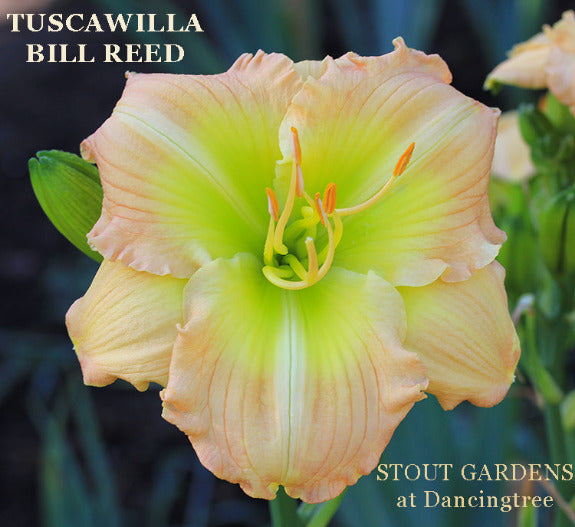Close-up of a light green and pink flower with 'Tuscawilla Bill Reed' and 'Stout Gardens at Dancingtree' text.