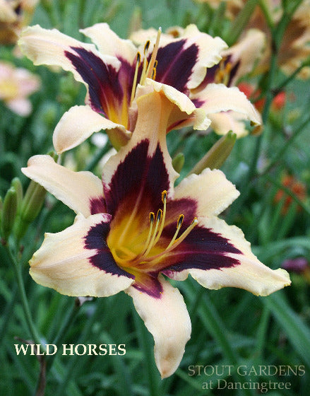 Two large, showy flowers with a deep purple center and beige petals, labeled 'Wild Horses' from 'Stout Gardens at Dancingtree'.