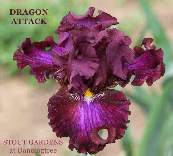 Iris Dragon Attack
