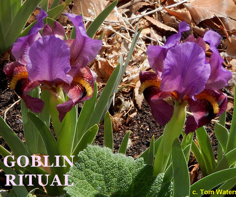 Iris Goblin Ritual