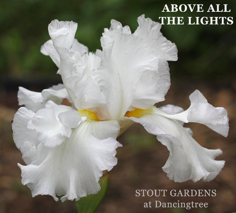 Iris Above All The Lights