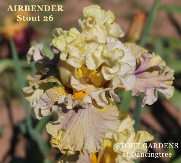 Tall Bearded Iris and space age novelty iris 'Airbender' displaying heavy ruffling and large flounces in yellow and lavender colors at at 'Stout Gardens at Dancingtree'.