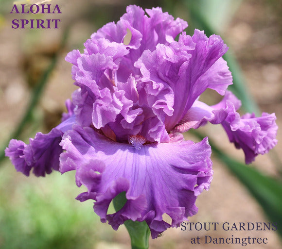 Orchid purple tall bearded iris flower with 'Aloha Spirit' name and 'Stout Gardens at Dancingtree' location.