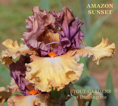 Iris Amazon Sunset