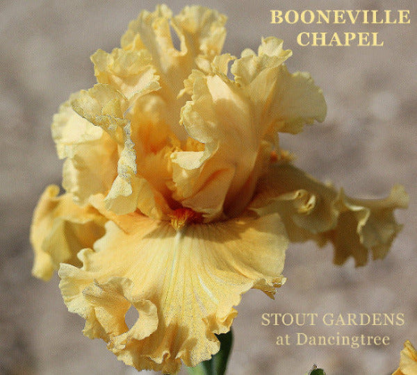 Yellow-orange tall bearded iris flower called 'Booneville Chapel' at 'Stout Gardens at Dancingtree'.