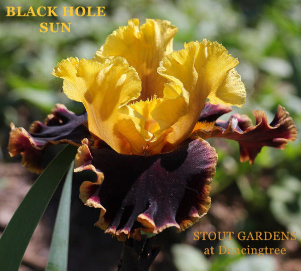 Yellow and black purple tall bearded iris called 'Black Hole Sun' with 'Stout Gardens at Dancingtree' branding.