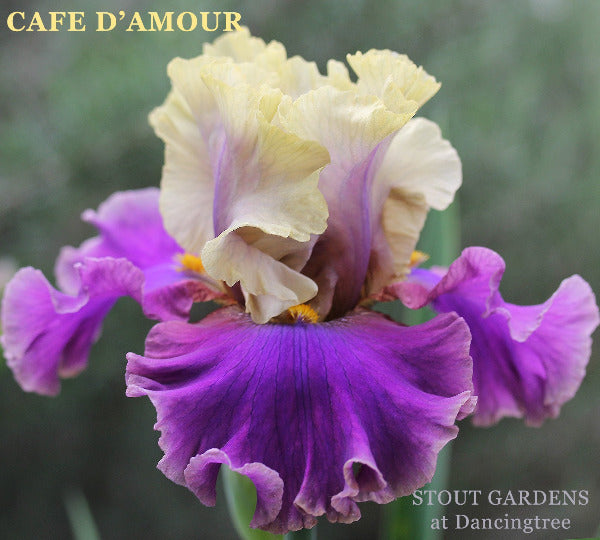 Close up of 'Cafe D'amour, a tall bearded iris showing yellow standards and ruffled purple falls, at 'Stout Gardens At Dancingtree'.