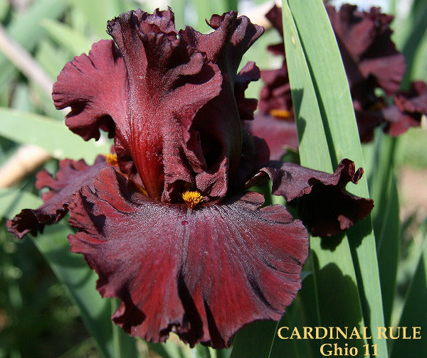 Dark red-purple tall bearded iris flower "Cardinal Rule' with green leaves at 'Stout Gardens at Dancingtree'.