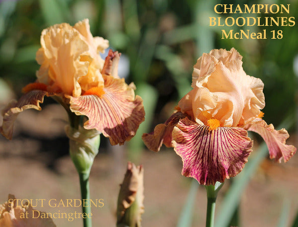 Two tall bearded iris named 'Champion Bloodlines' displaying it's orange and purple veining at 'Stout Gardens at Dancingtree'.