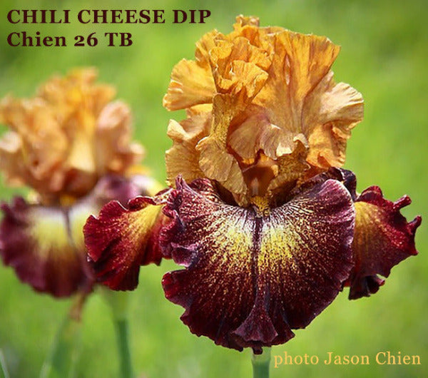 Close-up of 'Chili Cheese Dip', a brown and purple plicata tall bearded iris flower by Jason Chien.