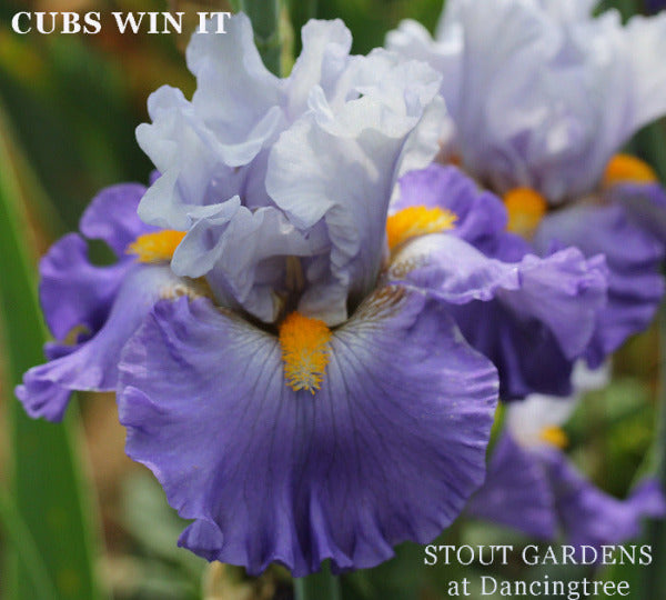 Close-up of a blue and purple tall bearded iris flower 'CUBS WIN IT' at 'STOUT GARDENS at Dancingtree' on a blurred green background.