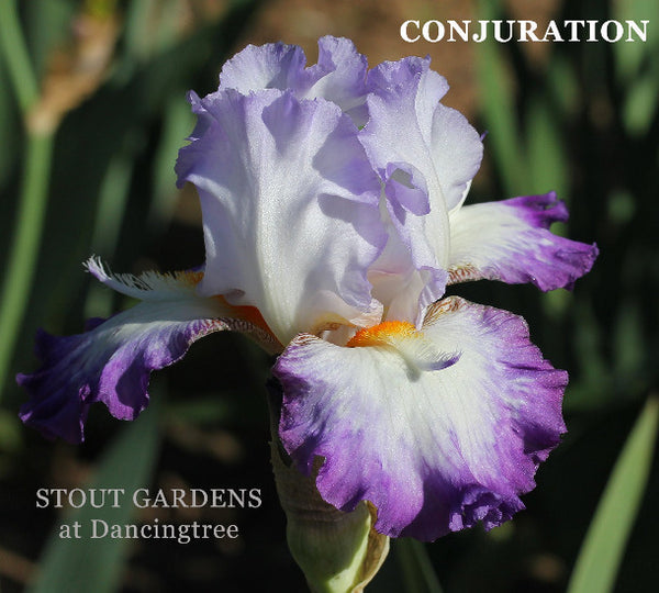Purple and white space-age flower 'CONJURATION' at 'STOUT GARDENS at Dancingtree'.