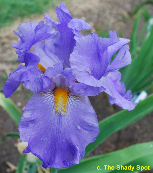 Violet blue tall bearded iris flower with green leaves in the background