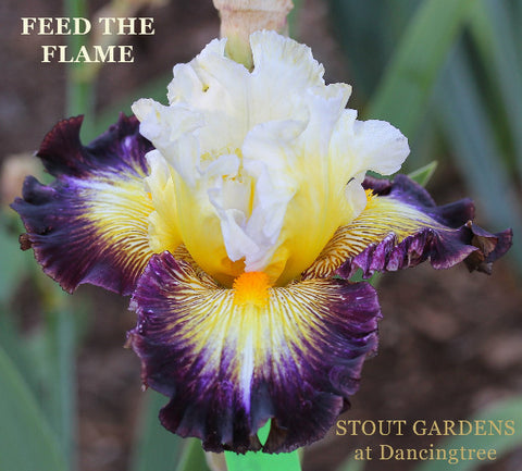 Iris Feed The Flame