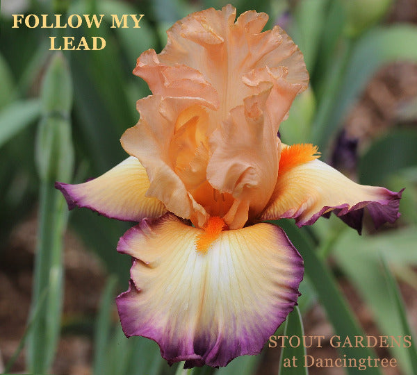 Tall bearded iris 'Follow My Lead' displayed with orange, purple and white flower at 'Stout Gardens A Dancingtree'.