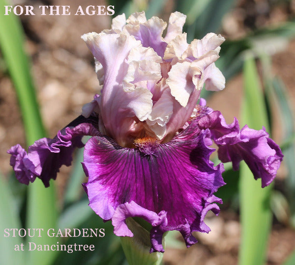 Purple and cream white tall bearded iris flower 'For the Ages' at 'Stout Gardens at Dancingtree'.