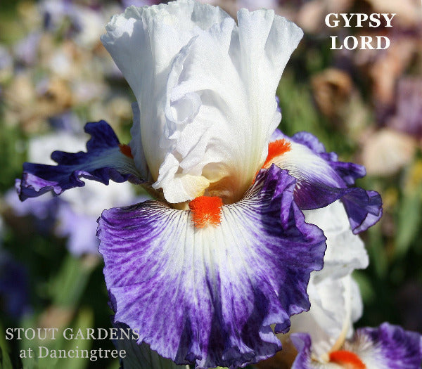 Colorful white and blue tall bearded iris flower with orange beards named 'Gypsy Lord' at 'Stout Gardens at Dancingtree'.