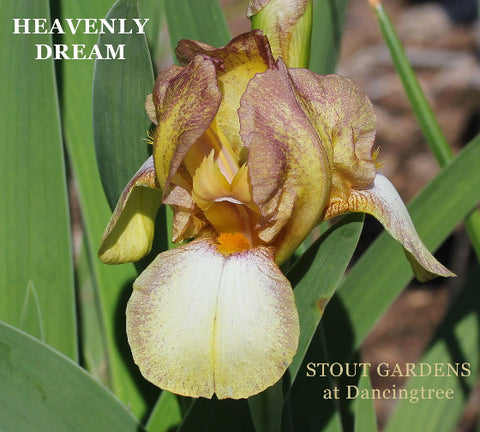 Iris Heavenly Dream