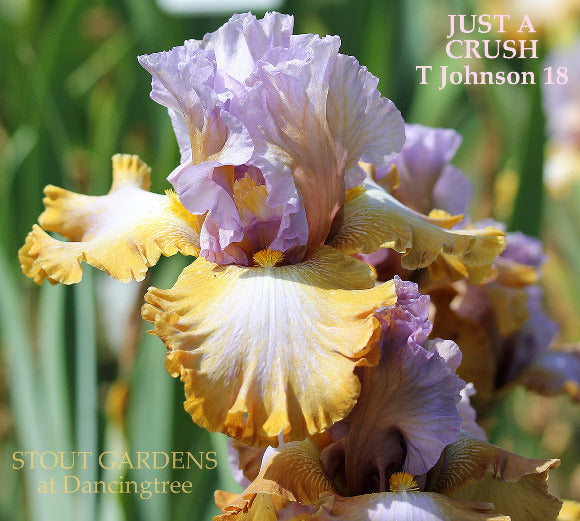 Light purple over gold falls are displayed on tall bearded iris 'Just A Crush' at Stout Gardens At Dancingtree'.