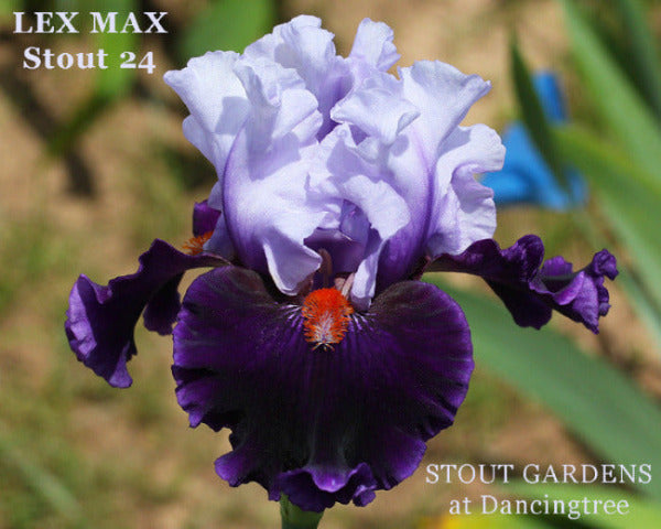 Purple and light blue iris flower called 'LEX MAX' by Stout available at 'Stout Gardens at Dancingtree'.