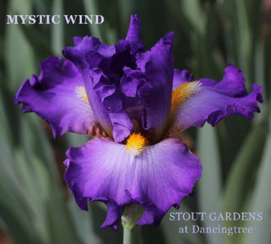 Blue violet tall bearded iris called 'Mystic Wind' available at 'Stout Gardens At Dancingtree'.