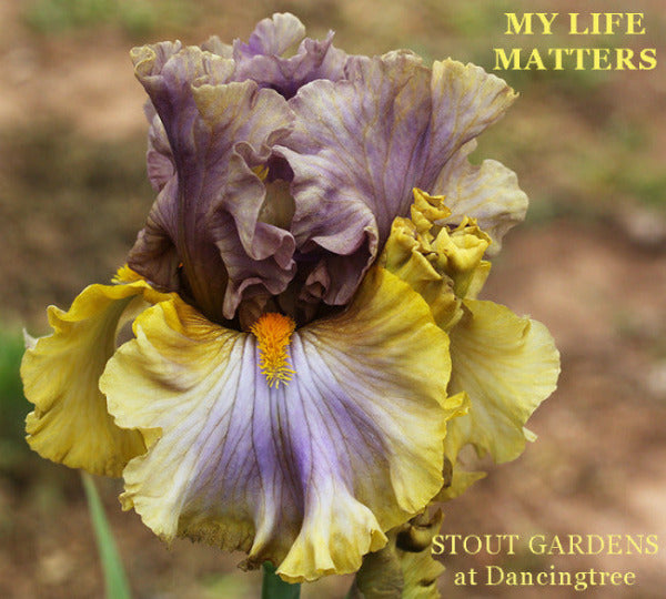 Yellow and light purple tall bearded iris flower 'My Life Matters' displayed at 'Stout Gardens At Dancingtree'.
