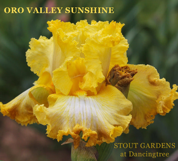 Yellow flower with 'Oro Valley Sunrise' name and 'Stout Gardens at Dancingtree' branding.