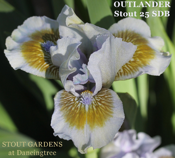 Light blue and greenish yellow standard dwarf bearded iris named 'Outlander' from 'Stout Gardens At Dancingtree'.