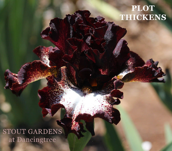 Close-up of a dark red purple on white plicata pattern on the flower of 'Plot Thickens', a tall bearded iris at 'Stout Gardens at Dancingtree'.