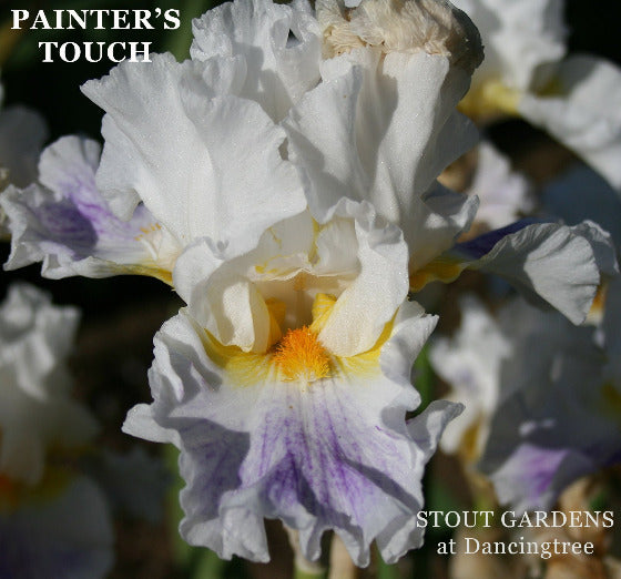 Close-up of a white iris flower with a blurred background, featuring the text 'PAINTER'S TOUCH' and 'STOUT GARDENS at Dancingtree'.